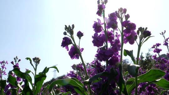 紫罗兰花柱花卉花朵植物绿化园林景观花草06