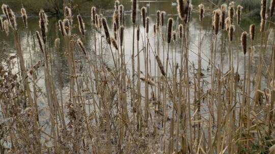 【4K】湿地的芦苇