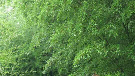 下雨天竹林景观特写，竹节挺拔竹叶繁茂