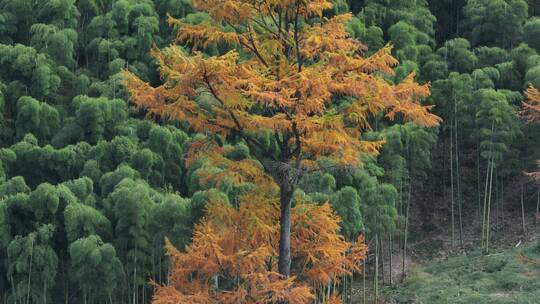 航拍森林竹林秋季自然之美