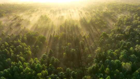 4K高清日出时飞越雾蒙蒙的松林森林