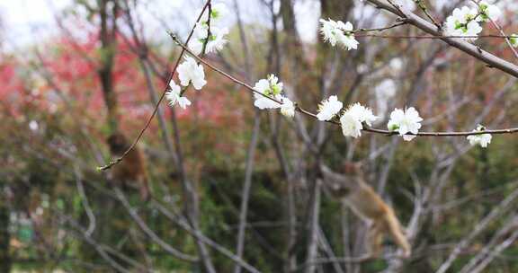 春天樱花盛开时野猴树上跳跃 前景聚焦