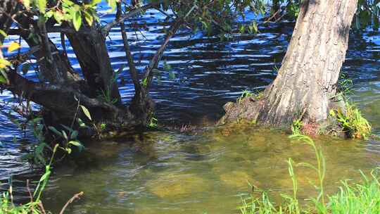 水生态治理生态大保护水清岸绿