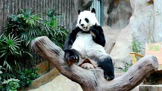 吃竹子的熊猫视频素材模板下载