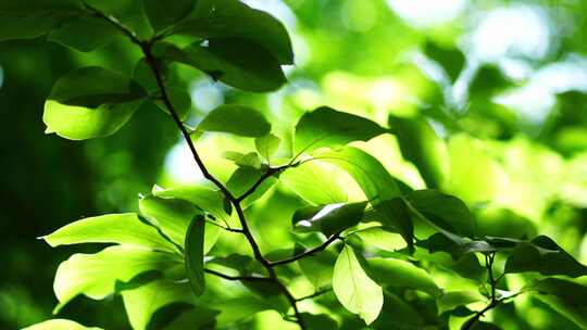 洛阳夏日大自然阳光下的植物空镜头