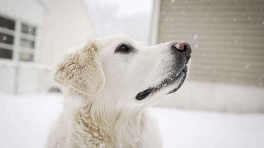 狗，白色，下雪，寻回犬
