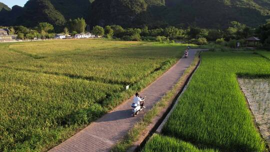 一个人骑行在稻田里