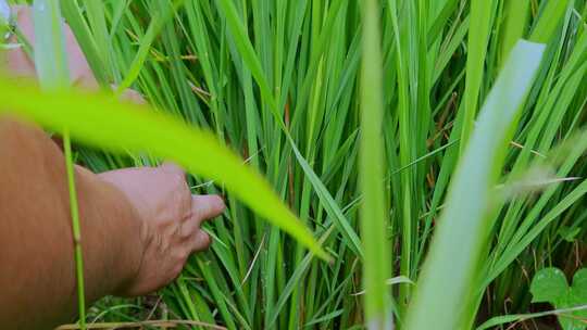 乡村振兴水稻种植水稻株苗数粮食安全