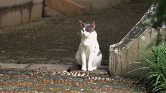 城市里街头一只流浪猫4K视频