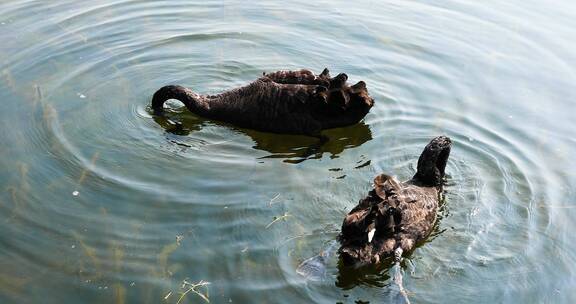 湖中的黑天鹅4K拍摄