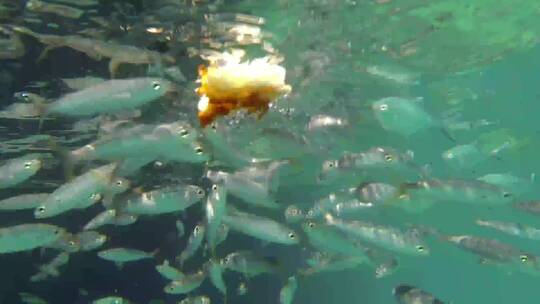 鱼群正在吃食