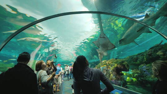 水族馆隧道中的鲨鱼和锯鱼