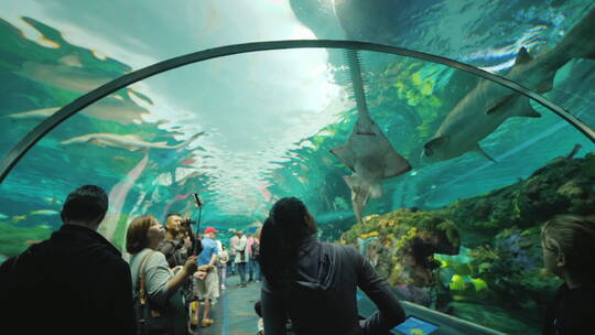 水族馆隧道中的鲨鱼和锯鱼视频素材模板下载