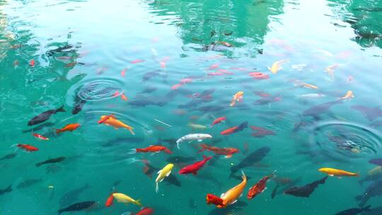 济南五龙潭公园游客喂食在水中游动的锦鲤