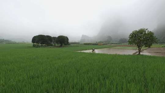 农民水田插秧田园景象