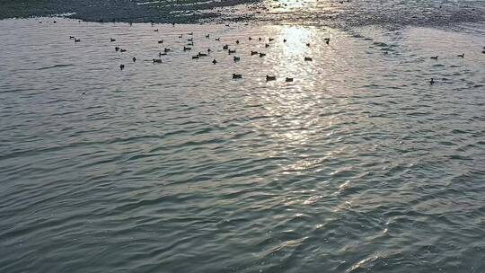 高清航拍清晨江边小鸟鸭子鸟河水