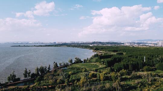 海边湿地公园水杉林航拍