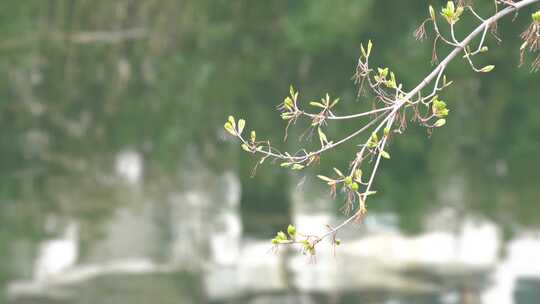 树发芽