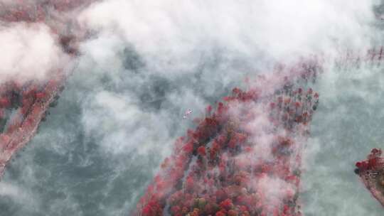 宁国 宣城秋天 落羽杉 山水中国 红杉林