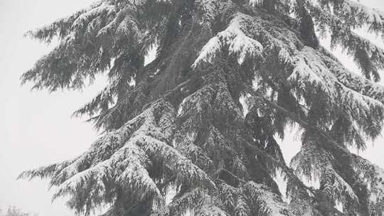 雪中的雪松树