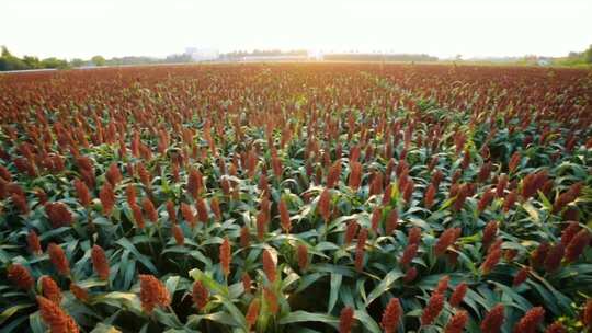 4k实拍粮食丰收景象