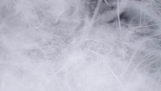 微距拍摄的高质量羽绒 羽绒服所用的绒