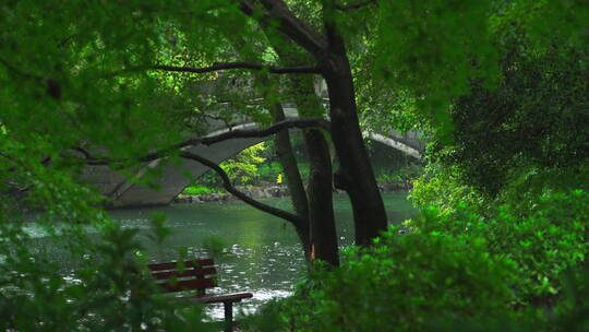 诗画江南植物园林4K 唯美雨水意境 白噪音