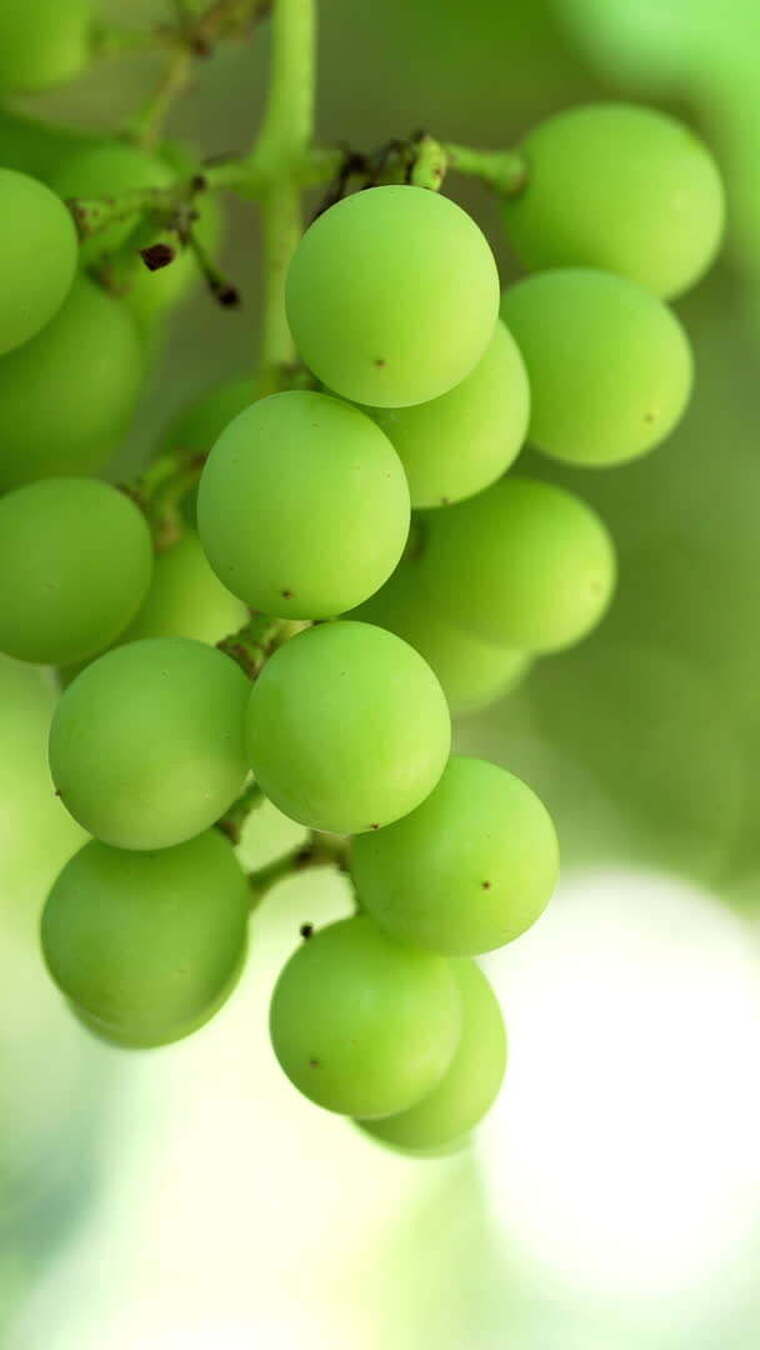 微距特写绿色葡萄素材