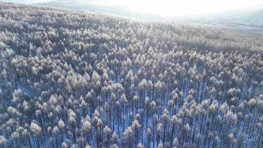 航拍大兴安岭林海雪原雪林视频素材模板下载