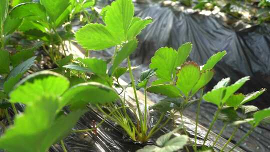 草莓 成长中的草莓 未结果草莓 大棚草莓