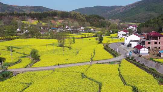 汉中油菜花花海梯田农田风光航拍