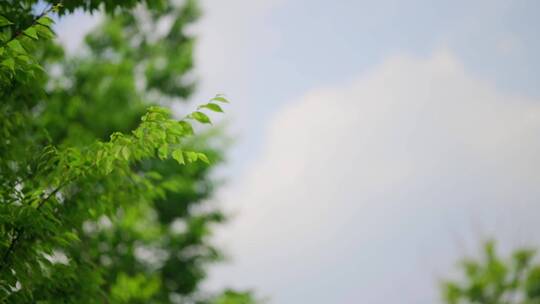 蓝天白云树叶盛夏