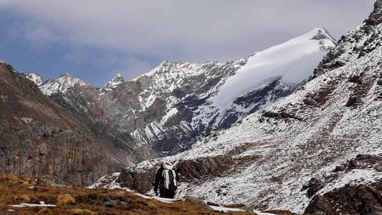 岷山山脉雪宝顶雪山下的登山者徒步进山