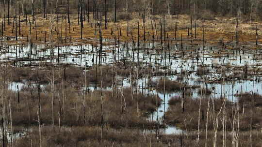 阿肯色州布莱克威尔点移除野生动物区的湿地视频素材模板下载