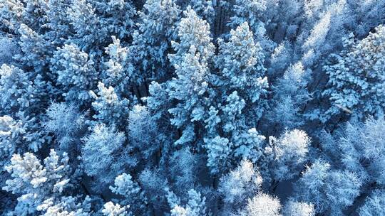 北方冬季雪景雪花飘落雾凇雪松雪林