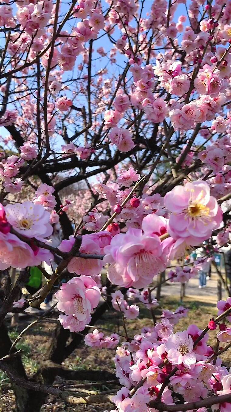 春季红色梅花景观