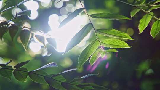 阳光穿透森林树叶逆光绿叶