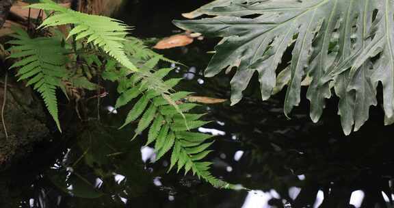 清澈溪流绿色厥类植物