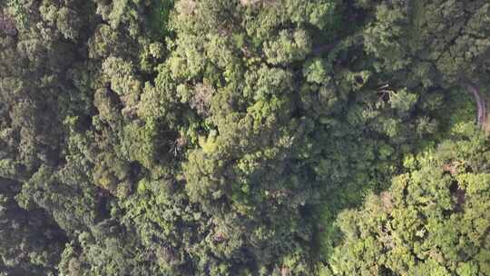 香港太平山顶建筑航拍