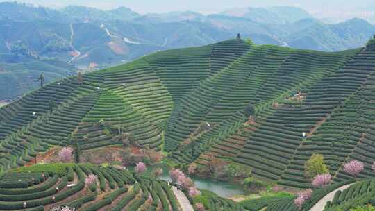 杭州富阳拔山春天樱花茶园风景