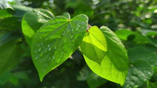 晨光露水花草树木高清实拍