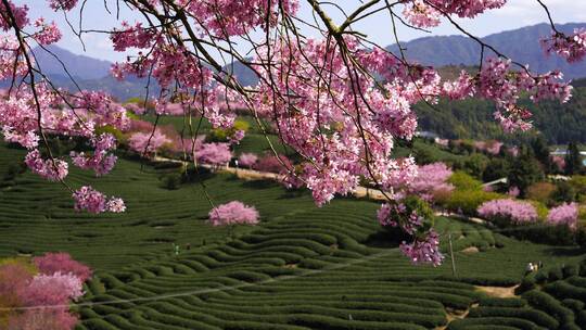 樱花树 茶园樱花美景 浪漫樱花茶园