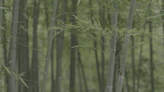 清新自然绿色户外竹林竹子竹叶唯美慢镜头视频素材模板下载