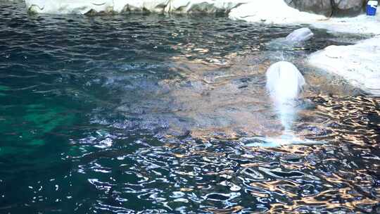 海洋水族馆 白鲸表演玩耍嬉戏