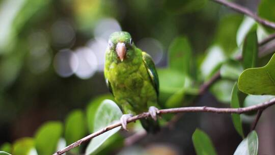 绿色的鸟栖息在树枝上