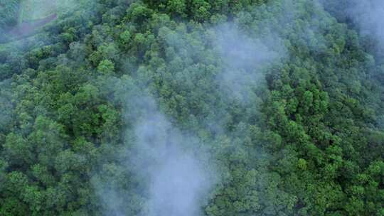 自然森林穿过云雾绿水青山航拍视频