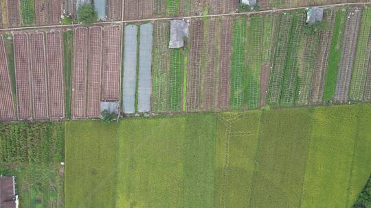 航拍农业种植农田稻田视频素材模板下载