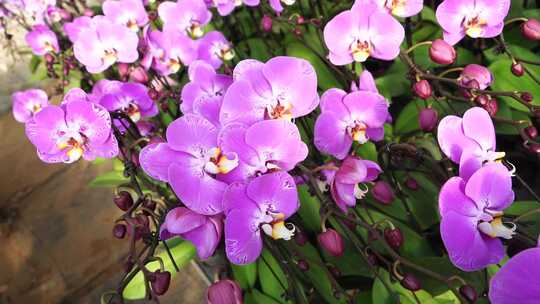 蝴蝶兰 兰花 花朵 观赏花 卉漂亮的花朵