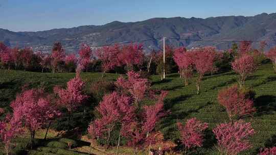 无量山樱花谷