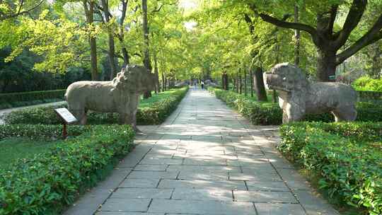 南京明孝陵景区石象路石狮子雕塑慢镜头空镜